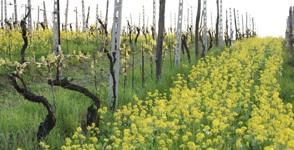 5 Dicembre – Cena con il Verdicchio Pievalta